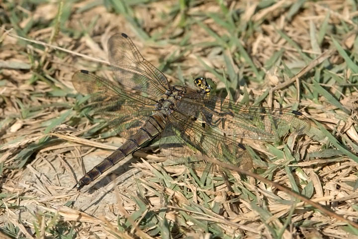 Orthetrum cancellatum e Selysiothemis nigra